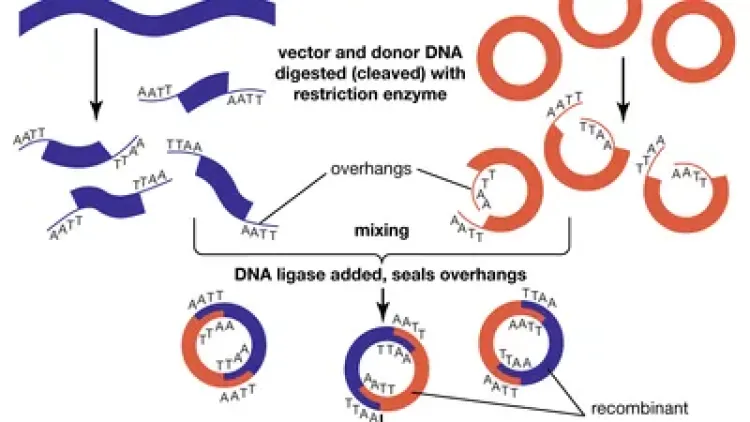 The Secret Behind Putting Recombinant DNA