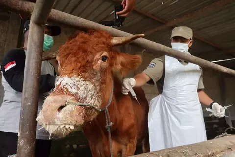 2025 FMD outbreak