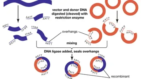 The Secret Behind Putting Recombinant DNA